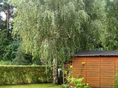 Ferienhaus für 5 Personen (85 m²) in Karlshagen 4/10