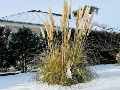 Ferienhaus für 6 Personen (100 m²) in Karlshagen 3/10