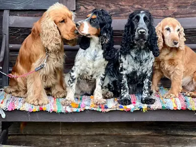 Unsere Cockerspaniels