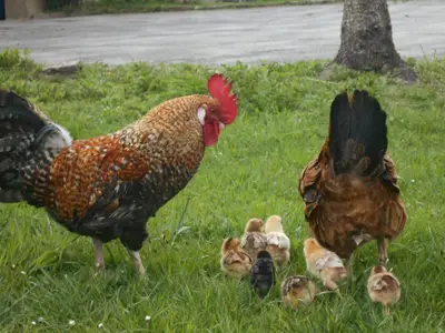 Direkte Umgebung des Objekts. Unser Hahn mit seiner Familie