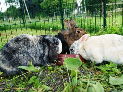 Hasen im Kleintiergehege