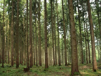Ferienhaus für 9 Personen (100 m²) in Kirchheim (Hessen) 5/10