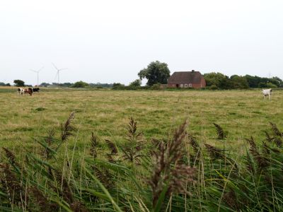 Unser Ferienhaus liegt umgeben von Wiesen und Feldern