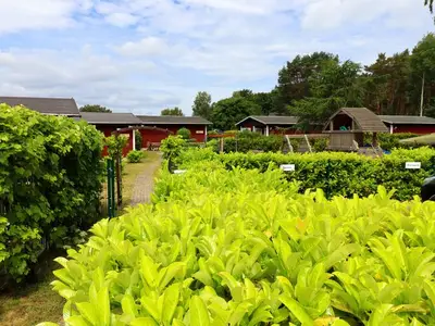 Ferienhaus für 4 Personen (50 m²) in Koserow (Seebad) 5/8