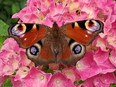 Ferienhaus für 5 Personen (70 m²) in Krakow am See 8/10