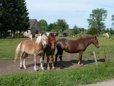 Ferienhaus für 6 Personen (85 m²) in Krien 8/10
