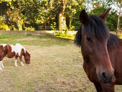 Unsere Ponys