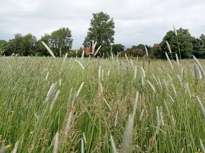 Ferienhaus für 2 Personen (53 m²) in Krummhörn 5/10