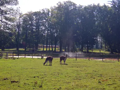 AreaSummer1KM