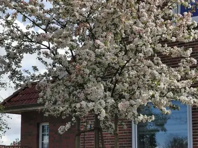 Ferienhaus für 6 Personen (150 m²) in Kutenholz 6/10