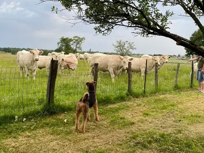 Ferienhaus für 10 Personen (120 m²) in La Chapelle-Naude 9/10