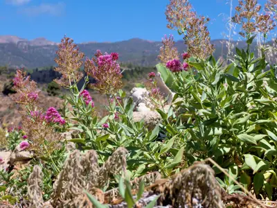 Ferienhaus für 3 Personen (42 m²) in La Sabinita 10/10