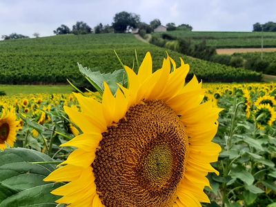 TOURNESOL