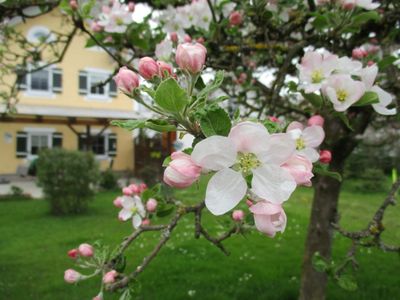 Obstgarten