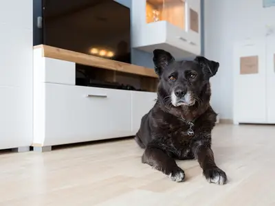 Ferienhaus für 6 Personen (89 m²) in Lechbruck am See 4/10