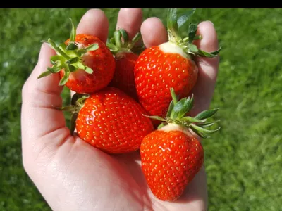 erdbeeren