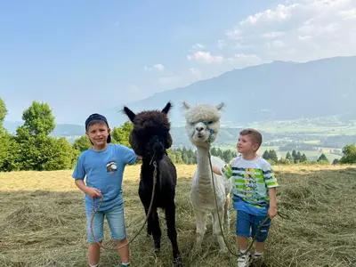 Alpaka, Kinder, Aussicht