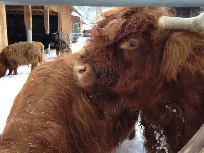 Ferienhaus für 4 Personen (55 m²) in Leutasch 8/10