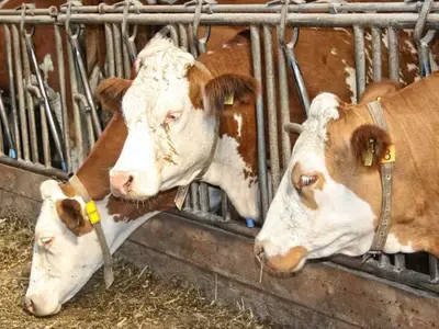 Ferienhaus für 7 Personen (80 m²) in Lindewitt 6/10