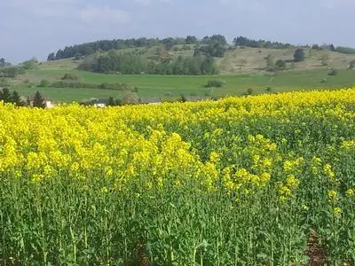 Blick zum Naturschutzgebiet Möschelberg Blick zum Naturschutzgebiet Möschelberg