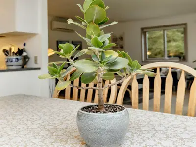 Indoor