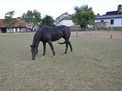 Pascale 2016 09 Pferde (5)