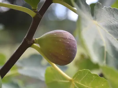 Früchte des Gartens