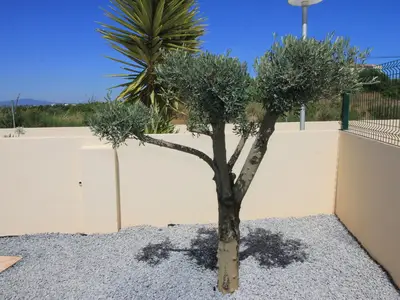 Außenansicht des Gebäudes. Ausblick nach vorn mit Olivenbaum