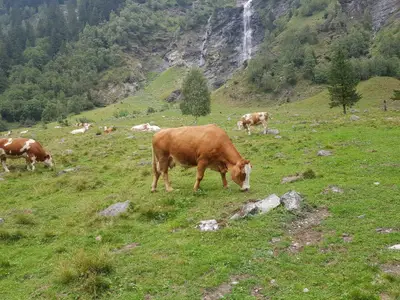 Cow