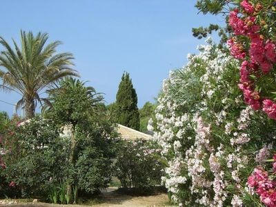 Gartenanlage und Oleanderblüte