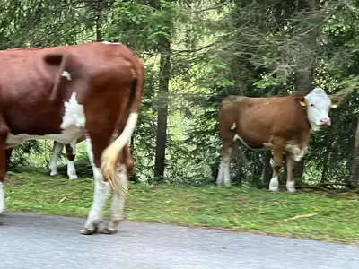 Ferienhaus für 6 Personen (100 m²) in Maurach am Achensee 3/10