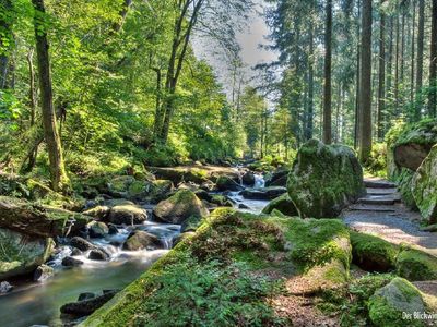 Bayerischer Wald