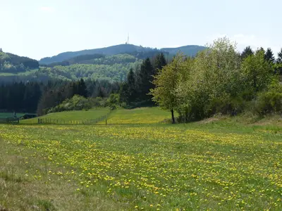 ViewSummer