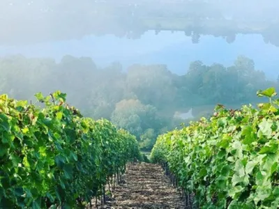 Weinberge