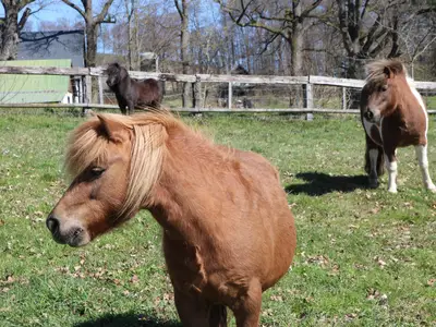 Ferienhaus für 10 Personen (110 m²) in Meschede 3/10