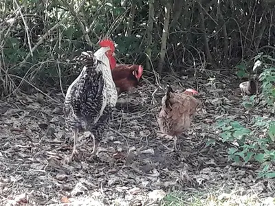 Ferienhaus für 4 Personen (50 m²) in Mölschow 8/10