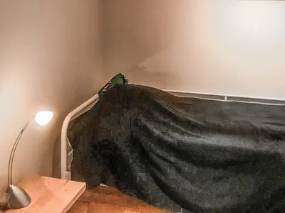 bed