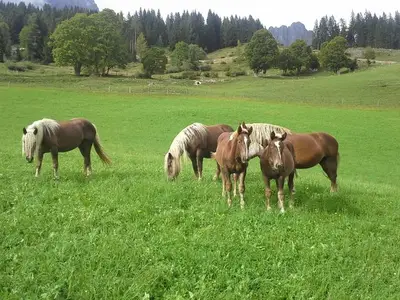 Ferienhaus für 18 Personen (200 m²) in Mühlbach am Hochkönig 7/10