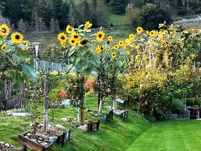 Garten-Sonnenblumen