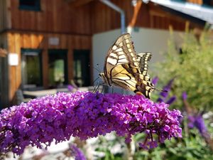 23089263-Ferienhaus-12-Murau (Steiermark)-300x225-4