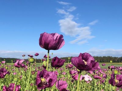 Mohnblüte Altenstädt