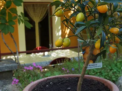 Ferienhaus für 5 Personen in Nerezine 6/10