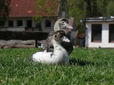 Ferienhaus für 6 Personen in Neubrandenburg 4/10