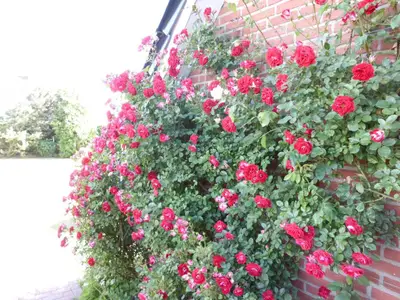 Außenansicht des Gebäudes. Rosenblüte an der Ostwand des Hauses