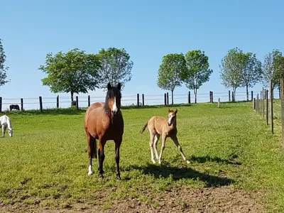 Pferde Fohlen