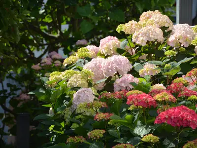 in unserem Garten