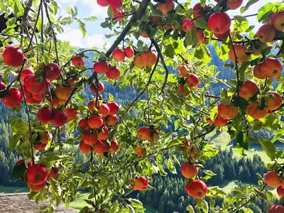 Apfelbaum oberhalb des Spychers