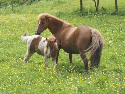 Klein Winnetou und Mama auf der Blumenwiese