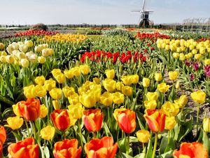 Ferienhaus für 6 Personen (98 m²) in Noordwijk aan Zee