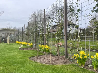 Gepflegter Garten